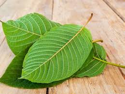 Maybe you would like to learn more about one of these? 4 Khasiat Dari Daun Kratom Bagi Kesehatan