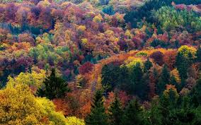 The perfect family day trip. Autumn In All Its Beauty Eifel National Park Germany Photorator
