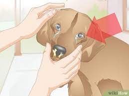 But there are helpful considerations that can provide guidance during this emotional time. 3 Ways To Care For Dogs With Distemper Wikihow