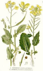 Image result for Brassica rapa