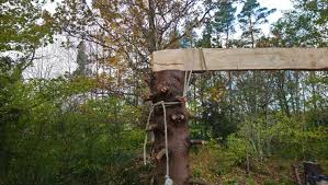 Image result for site:byggahus.se trädfällning