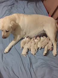 Ennismore is a small rural community … in love with the first lab we owned. Litter Of 9 Labrador Retriever Puppies For Sale In Pine Co Adn 71668 On Puppyfinder Com Gender Labrador Retriever Puppies Retriever Puppy Labrador Retriever