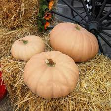 We did not find results for: Pumpkin Long Island Cheese Harris Seeds