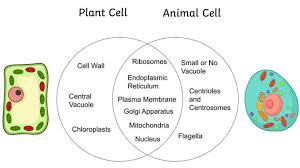 They both can be differentiated on the basis of the presence of the organelles in plant cells such as chloroplast, cell wall, vacuole, helps in differentiating them from animals cells. What Is An Animal Cell Definition And Functions Twinkl