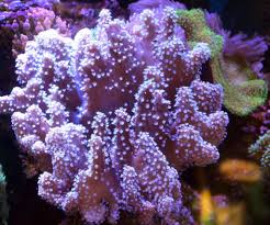 Buy Devil's Hand Leather Coral - Easy Care & Peaceful