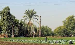 الريف المصرى: الريف المزروع ببذور التنمية - الدفاع العربي