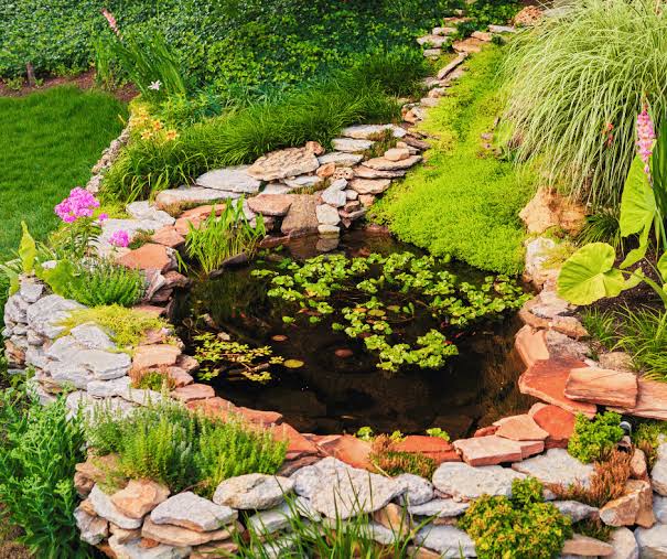 Wildlife pond