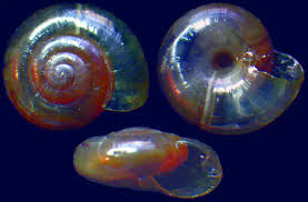 Image result for Oxyrhachis gracillima