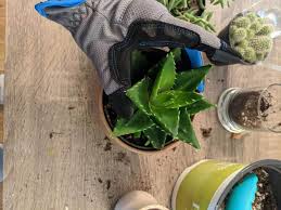 At home improvement centers and gardening stores. How To Repot Succulents The Right Way Happy Diy Home