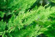 Image result for what can i plant instead of leyland cypress