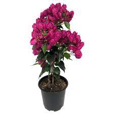 Hi katy, this bougainvillea is an online exclusive item as there is no listed store sku. Foliera 7 5 Inch Standard Pink Bougainvillea Tropical Plant The Home Depot Canada