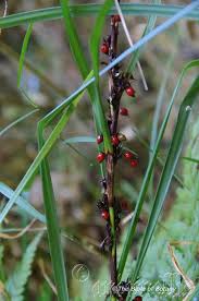 Image result for Tabernaemontana eglandulosa