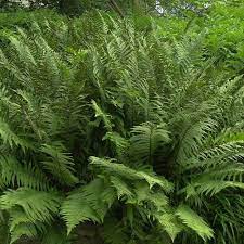 Please follow this link to find out more information about this plant. Heimischer Wurmfarn Dryopteris Filix Mas