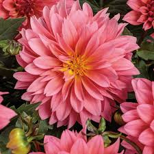Image result for Dahlia sp. (cultivar)