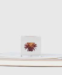 Suspended Strawflower Paperweight Cube Desktop Zen Garden Konmari Cube