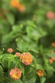 How To Grow Lantana From Saved Seeds Lantana Is The Ideal Plant For Desert Gardeners Who Think They Can T Grow Lantana Plant Growing Tomatoes Indoors Lantana