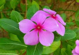 Flower Names In Hindi And English à¤« à¤² à¤• à¤¨ à¤® List Of Flowers