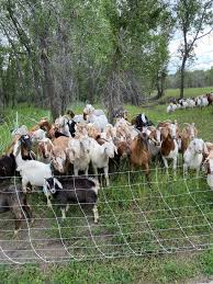 Renting goats can save you up to 50% compared to hiring men and machinery to clear your land. A Park I Passed Through Hired A Herd Of Goats To Cut The Grass Instead Of A Lawn Mower Mildlyinteresting