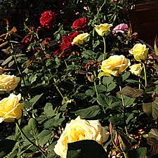 Roses require regular attention to their needs. St Patrick The Rose His Prayer For Advent Gaga S Garden