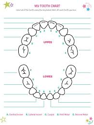 Pin By Francesca Montoya On Scrapbook Tooth Chart Tooth
