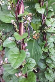 Image result for Basella