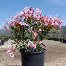 Tropical effect through its flowers which occur over an extended period. Oleander Sealy Pink Stecklinge Min 3 Stuck Nerium Oleander Pflanzen Baume Straucher Pflanzen Samereien Blumenzwiebeln Perunanovaconsciencia Cat