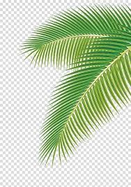 Arecaceae Leaf Euclidean Palm Leaf Green Palm Leaf Transparent Background Png Clipart Palm Background Palm Leaf Art Green Screen Background Images
