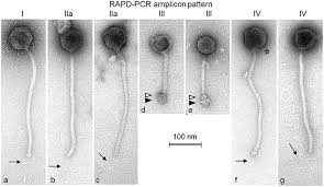 We did not find results for: Frontiers First Molecular Characterization Of Siphoviridae Like Bacteriophages Infecting Staphylococcus Hyicus In A Case Of Exudative Epidermitis Microbiology