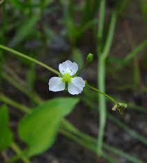 Image result for Alismataceae