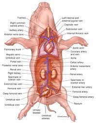 Fetal Pig Cardiovascular System Overview Image License Carlson Stock Art