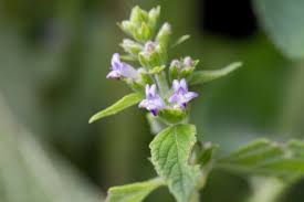 Image result for Hyptis