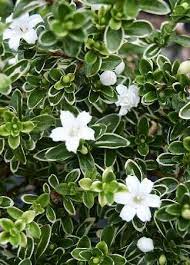 Serissa Snow Rose Pre Bonsai Bonsai Tree