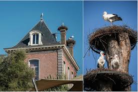 Gebruik de kaart om hotels te zoeken in het gedeelte van dierenpark planckendael waaraan je de gebruik de filters om hotels in een bepaald gebied van dierenpark planckendael te zien, selecteer. Van Een Broedend Koppel Tot 67 Ooievaars Het Resultaat Van Gazet Van Antwerpen Mobile