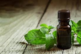 Peppermint essential oil can be extracted from the leaves of the peppermint plant and is used for a variety of different purposes. Peppermint Health Benefits And Precautions