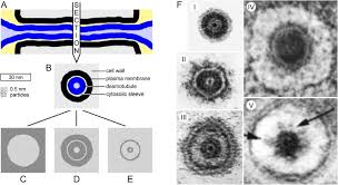 Both plant and animal cells can contain vacuoles, but vacuoles are far more prevalent in plant cells. Plasmodesmata And The Problems With Size Interpreting The Confusion Sciencedirect
