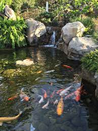 Koi Pond Miniature Japan Disney World Epcot Backyard Water Feature Pond Landscaping Ponds Backyard