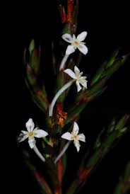 Image result for Struthiola