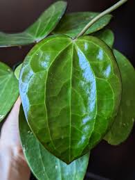 Image result for Polystachya hastata