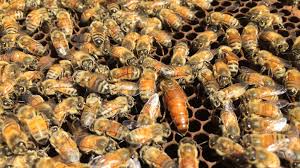 Swappable grip for phones & tablets. Mated Queen Bee Deseret Hive Supply