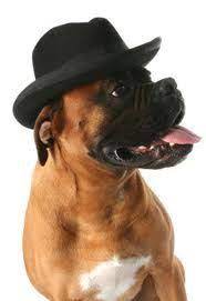 I Told Her The Kangol Would Look Better But She Wanted Me To Sport This One Boxer Dog Pictures Boxer Dogs Boxer Love