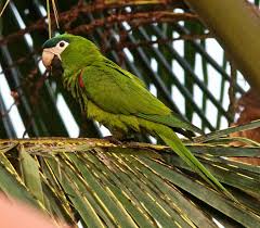 Check spelling or type a new query. Red Shouldered Macaw Southern Ebird