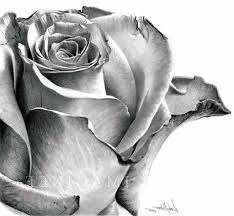 Drawing & painting courses on my website: Realistic Graphite Drawings Rose How To Draw Realistic Flowers Realistic Drawing Of A Rose Roses Drawing Rose Sketch Rose Drawing