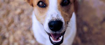 How much does pet teeth cleaning cost. The Average Cost For Dog Teeth Cleaning Wellness Pet Food Singapore