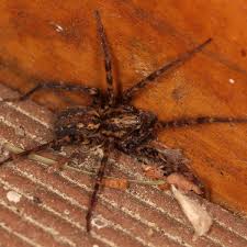 Image result for Vangueria ferruginea