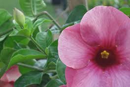 From you flowers' is excited to offer flower delivery and gift delivery to jacksonville. Native Plants In Jacksonville Succulents Herbs Mulch Flowers Shrubs Fruit Trees Palms