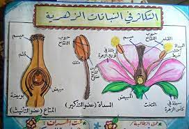 التكاثر في النباتات الزهرية school diy