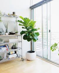 Indoor Trees That Make A Statement House Tree Plants Plants Indoor Apartment Large Indoor Plants