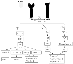 Hodgkin lymphoma (formerly, hodgkin disease) is a potentially curable lymphoma with distinct histology, biologic behavior, and clinical characteristics. Targeting The Bdnf Trkb Pathway For The Treatment Of Tumors Review