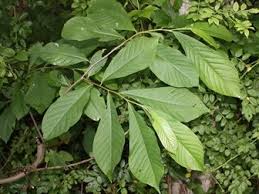 (see the oldest living tree in flowering plants, also called angiosperms, arose about 135 million years ago. Native Trees And Shrubs Chesapeake Ohio Canal National Historical Park U S National Park Service