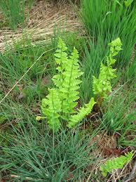Image result for Dryopteris athamantica